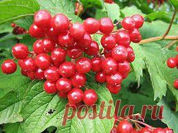 Калина обыкновенная | sadok33.ru