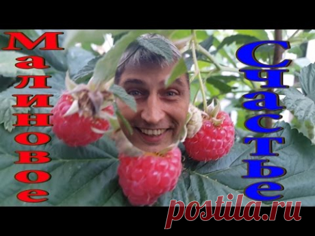 Малина вкусная. Обработка малины. Малина на зиму. Малина весной. Обрезка малины. Посадка малины.