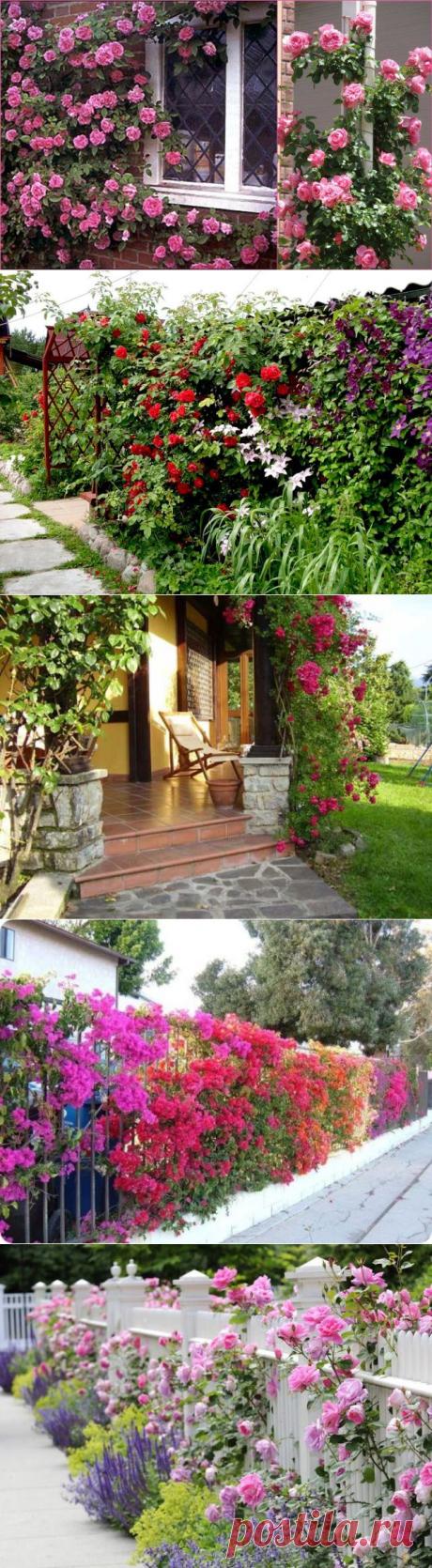 Украшение дачи цветами .