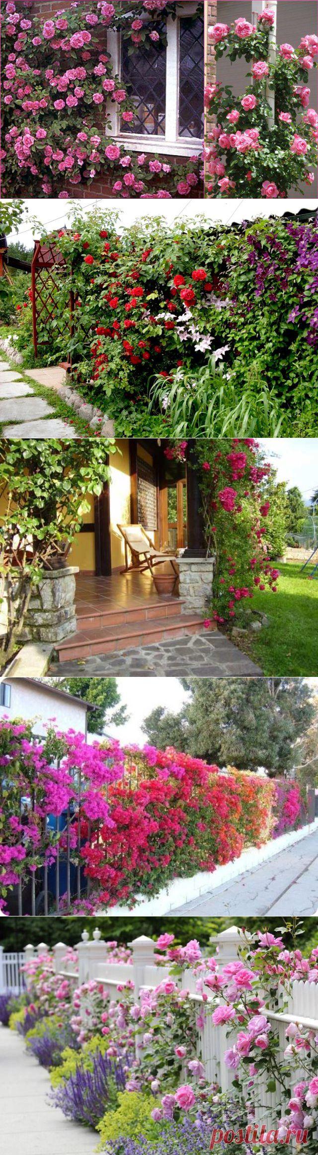 Украшение дачи цветами .