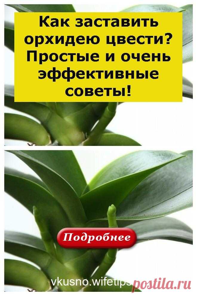 Как заставить орхидею цвести? Простые и очень эффективные советы! - vkusno