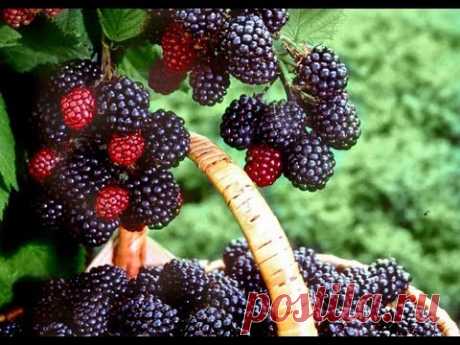 Как обрезать ежевику весной?