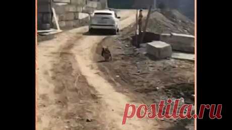 Они существуют!😲🤣🤣🤣👍😍😍😍❤❤❤