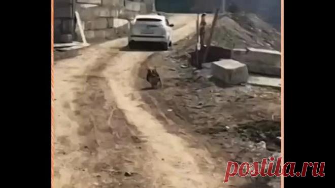 Они существуют!😲🤣🤣🤣👍😍😍😍❤❤❤