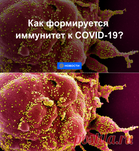Как формируется иммунитет к COVID-19? - Новости Mail.ru