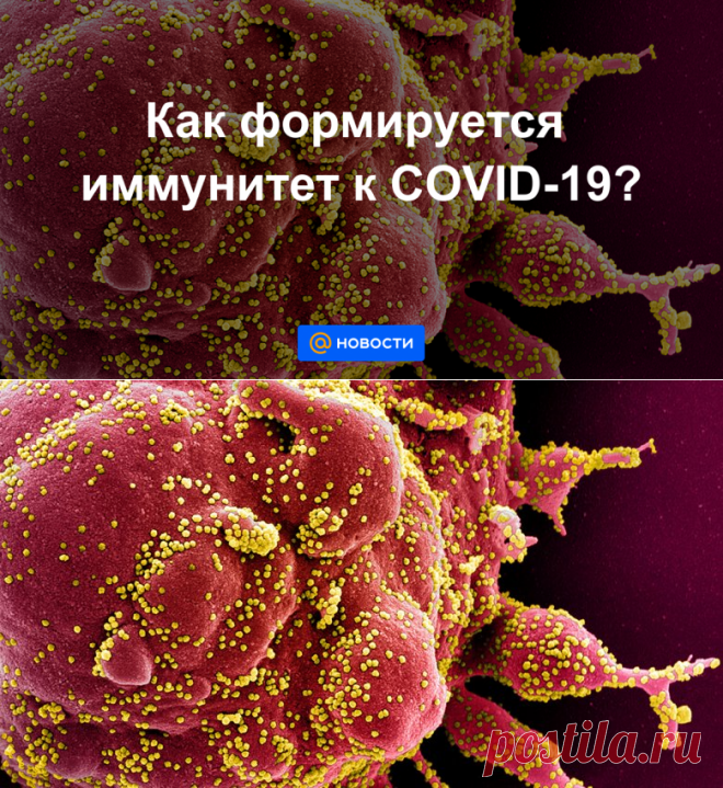 Как формируется иммунитет к COVID-19? - Новости Mail.ru
