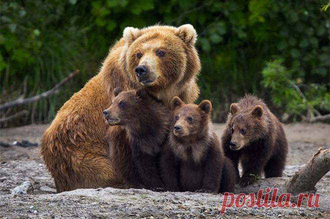 Звери мстят человеку? Почему медведи все чаще становятся людоедами. Все больше новостей о медведях, нападающих на людей. Все чаще они вторгаются в наше пространство. На днях в Приморье зверь загрыз и съел человека. Но так не только в России. В Японии масштабы медвежьей агрессии даже выше.