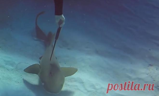 Акула с ножом в голове попросила помощи у дайвера и он решил рискнуть