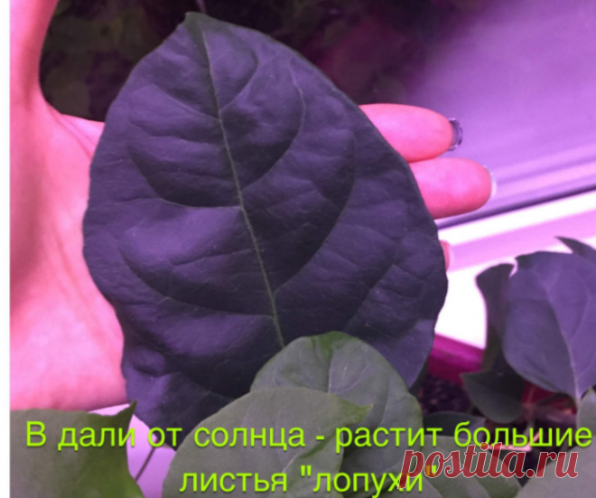 Адаптирование укорененного черенка к прямому солнечному свету.