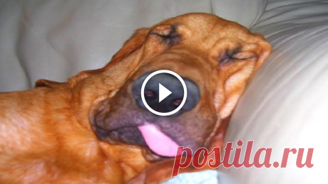 Funny Bloodhound Videos