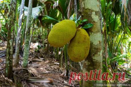 Джекфрут — самый большой фрукт Джекфрут — что это за фруктТропический плод имеет высокую питательную ценность и полезные для здоровья свойства. Фрукты растут на вечнозеленых деревьях высотой 9–21 м, в окружении густой темно-зеленой листвы. Цветки появляются из спящих почек непосредственно на ...