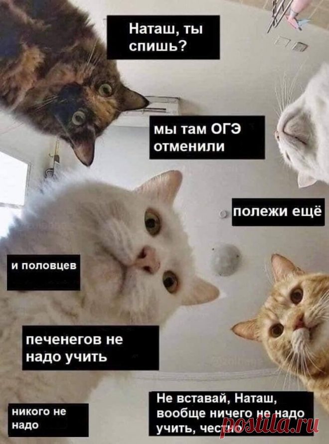 Наташ, ты спишь?: подборка мемов с котиками Наташи, которые