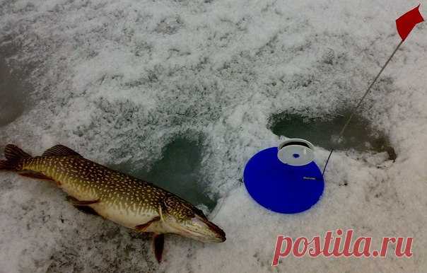 Как лучше расставить жерлицы на льду? Кругом или по прямой? Ни для кого не секрет, что основополагающим залогом успеха служит правильная постановка жерлиц. Как поставишь — так и поймаешь. Иными словами, необходимо поставить так, чтобы хищник быстрее наткнулся на привлекательную наживку. На водоеме, к сожалению, жерлицы часто стоят ровно, красиво, в рядах, да еще и в шахматном порядке. Может быть, иногда такое построение «флажковой конницы» и разумно. Но только в том случае, если у водоема…