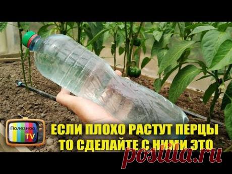 ЕСЛИ ПЛОХО РАСТУТ ПЕРЦЫ ТО СДЕЛАЙТЕ С НИМИ ЭТО БУДЕТ БУРНЫЙ РОСТ И РАЗВИТИЕ