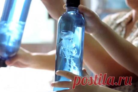 Домашняя и абсолютно ручная медуза! - Занятия с детьми - Женский Мир