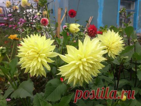 Георгин Кельвин