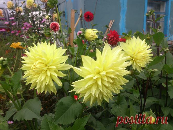 Георгин Кельвин