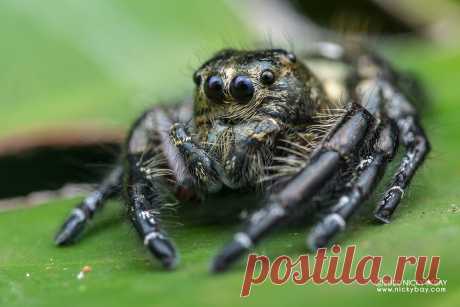 Jumping spider (Hyllus diardi) - DSC_6926 View more at Salticidae Checklist: Jumping Spiders  www.nickybay.com