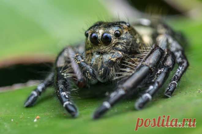 Jumping spider (Hyllus diardi) - DSC_6926 View more at Salticidae Checklist: Jumping Spiders  www.nickybay.com