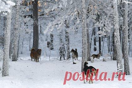 Бездомные собаки покусали двух российских детей. В Воронежской области бездомные собаки напали на детей и покусали их. Инцидент произошел 27 марта в городе Семилуки. Животные с разницей в несколько часов в одной и той же локации покусали 12-летнюю девочку и 13-летнего мальчика. По словам местной жительницы Кристины, она отправила сына домой, а сама пошла в магазин.