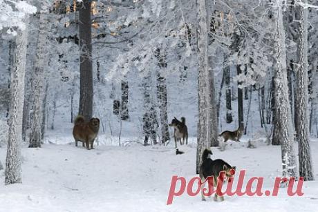 Бездомные собаки покусали двух российских детей. В Воронежской области бездомные собаки напали на детей и покусали их. Инцидент произошел 27 марта в городе Семилуки. Животные с разницей в несколько часов в одной и той же локации покусали 12-летнюю девочку и 13-летнего мальчика. По словам местной жительницы Кристины, она отправила сына домой, а сама пошла в магазин.