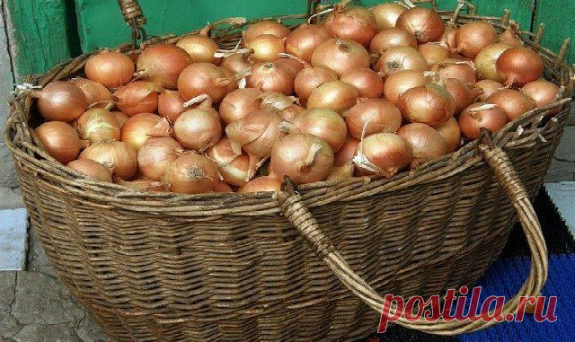 ХОЧУ ПОДЕЛИТЬСЯ СПОСОБОМ ВЫРАЩИВАНИЯ ЛУКА НА ГАЗЕТАХ, О КОТОРОМ УЗНАЛА ДВА ГОДА НАЗАД ОТ СВОЕЙ РОДСТВЕННИЦЫ. Умный совет.   >>>>>>>