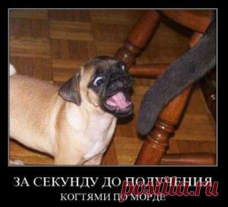 Демотиваторы для хорошего настроения тем, кто скучает на работе