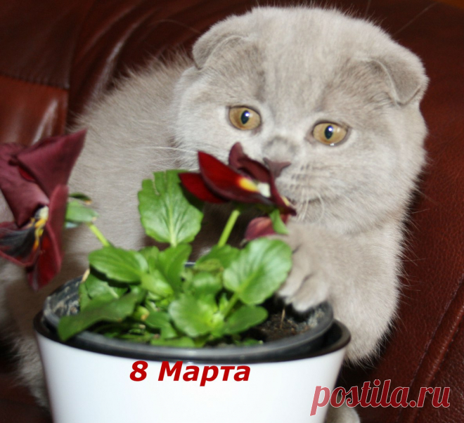 Лилуша.