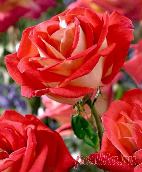 A ROSARY of COUPLETS ~ To Virgins, to Make Much of Time (Robert Herrick 1591 - 1674) 'Gather ye rosebuds while ye may, Old Time is still a-flying, And this same flower that smiles to-day, to-morrow will be dying.' | Людочка приколол(а) это к доске Rose!!!