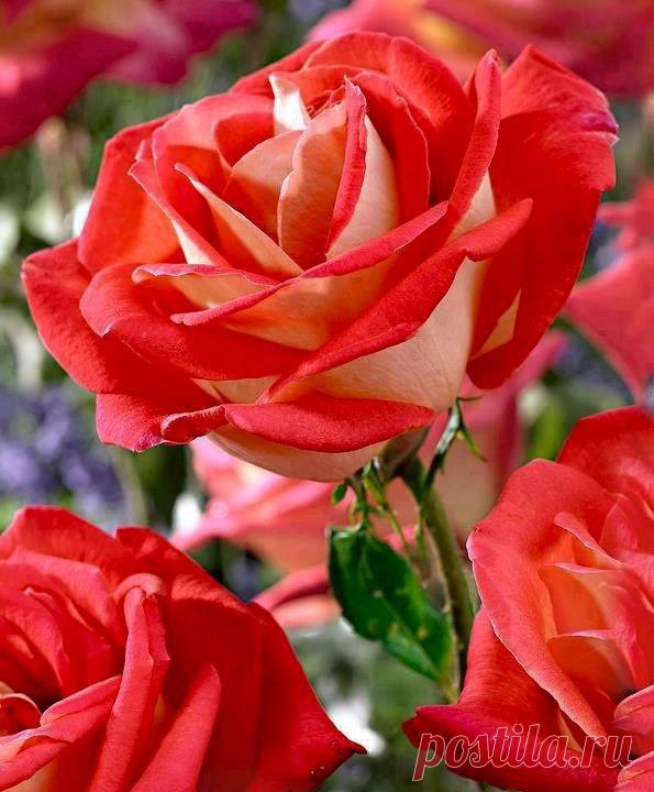 A ROSARY of COUPLETS ~ To Virgins, to Make Much of Time (Robert Herrick 1591 - 1674) 'Gather ye rosebuds while ye may, Old Time is still a-flying, And this same flower that smiles to-day, to-morrow will be dying.' | Людочка приколол(а) это к доске Rose!!!