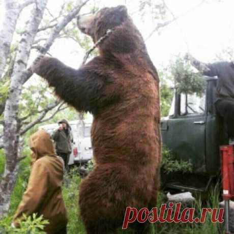 Весь сентябрь и август бродил миф по новгородской области о якобы медведе убийце-людоеде. Департсмент не потвердил слух. Причем в каждом районе он разорвал разное колличество грибников и охотников. Этот медведь появился в то время, когда начались лесные пожары в августе. Бытует мнение что это вброс мчс. Великий новгород. / Богатая добыча