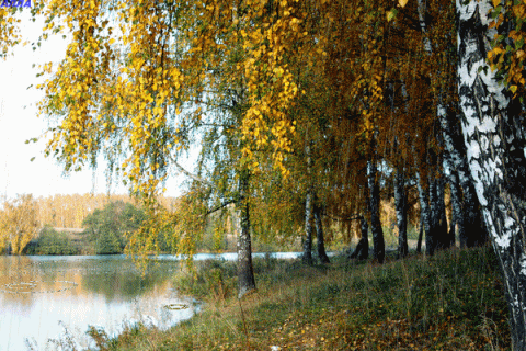 🍁🍂🍁Осень сыпала дождем на прохожих и зверей... дождливый пост))