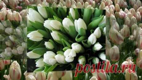 БЕЛЫЕ ТЮЛЬПАНЫ Виктор Королёв
