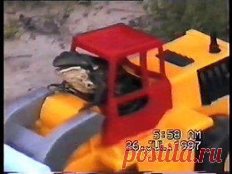 Видео в рубрике: &quot;Наши домашние животные&quot;