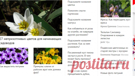 Цветы для дачного участка - виды, посадка, выращивание, уход
