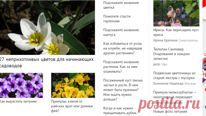 Цветы для дачного участка - виды, посадка, выращивание, уход