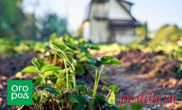 Чем подкормить клубнику после сбора урожая — Домашние