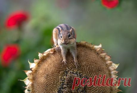 Валерий Дунаев - Боровичи, Новгородская обл., Россия, 74 года на Мой Мир@Mail.ru