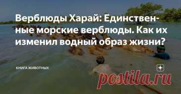 Верблюды Харай: Единственные морские верблюды. Как их изменил водный образ жизни? Статья автора «Книга животных» в Дзене ✍: Эти животные никогда не видели пустынь. Они — корабли океанов, а не барханов. Верблюды Харай рвут все шаблоны.