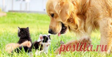 Животные тоже усыновляют чужих … И делают это с безоговорочной любовью | 5минутка