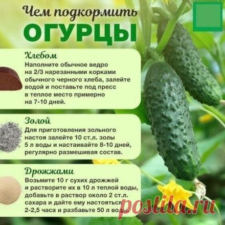 Всё про подкормку огурцов
