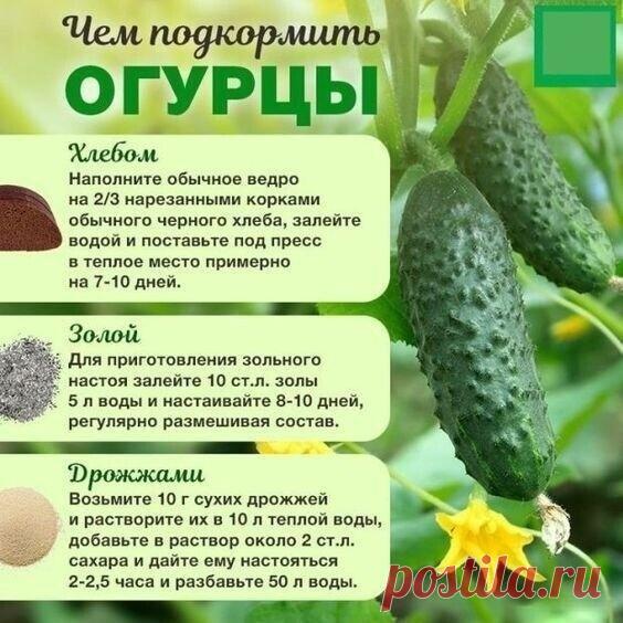 Всё про подкормку огурцов