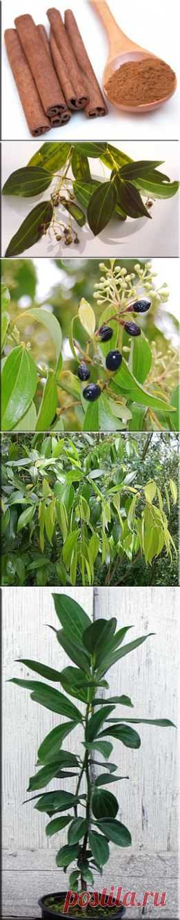 Корица (Коричник), (Cinnamomum). Описание, виды и выращивание корицы | Флористика на "Добро ЕСТЬ!"