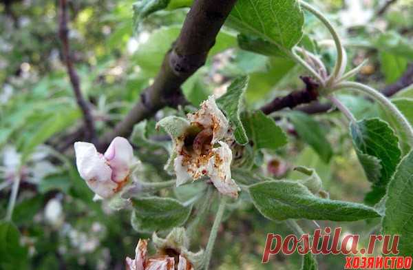 Как победить цветоеда