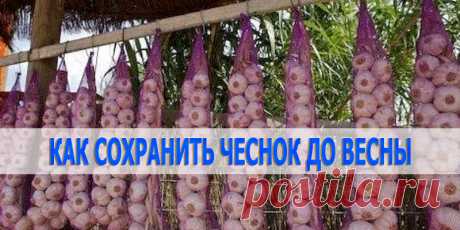 КАК СОХРАНИТЬ ЧЕСНОК ДО ВЕСНЫ | Полезные советы