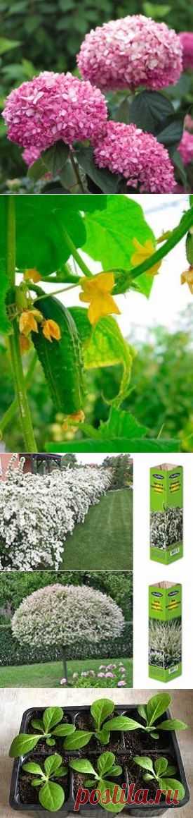 (40) Одноклассники