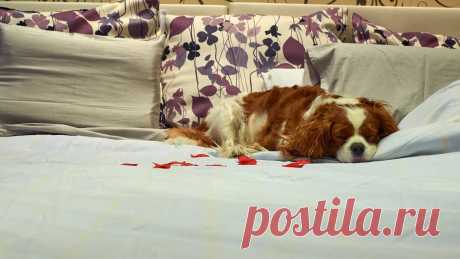 Qualities of the Best Dog Lodging: Ensuring a Comfortable Stay for Your Furry Friend - WebSta.ME In this post, we will explore the key qualities to look for when selecting a dog lodging facility. Read more in this article.