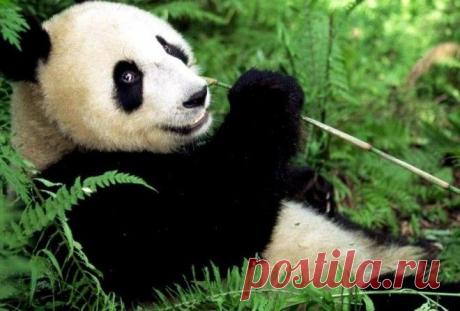 Эти животные выглядят невинно, но в действительности они очень опасны