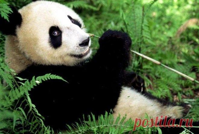 Эти животные выглядят невинно, но в действительности они очень опасны