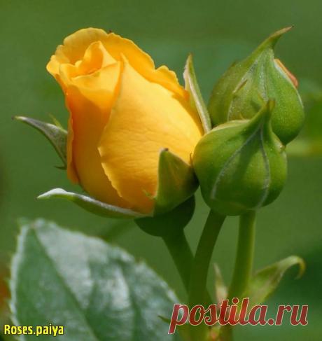 Желтая роза.